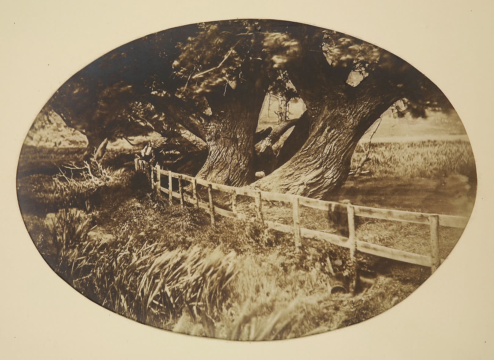 Tree Trunks and Wooden Fence, attributed to John Dudgeon, salted paper print from paper negative. Photo Chris Park