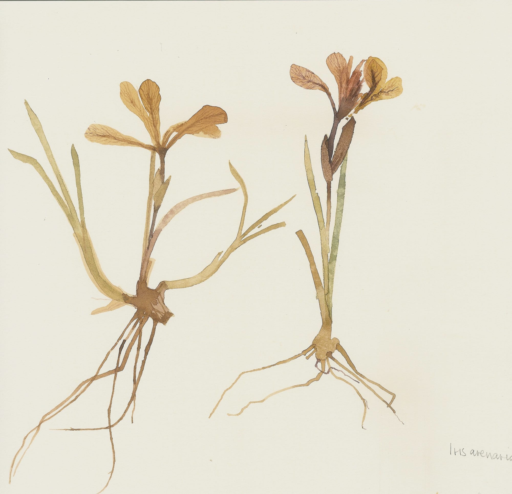 Victoria Crowe RSA, Sketch 1 (Iris Arenaria)