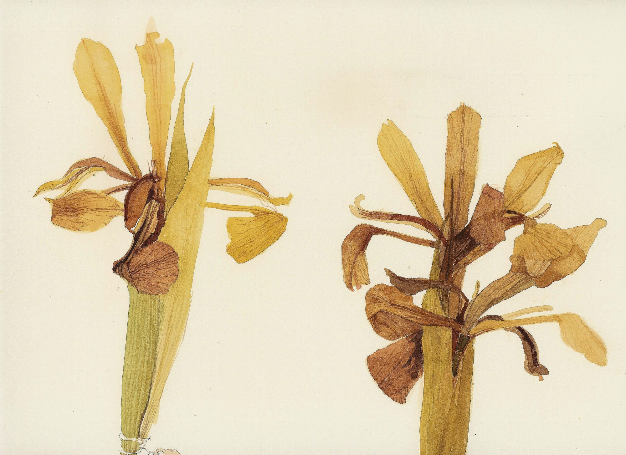 Victoria Crowe RSA, Sketch 7 (Two Iris Orientalis)