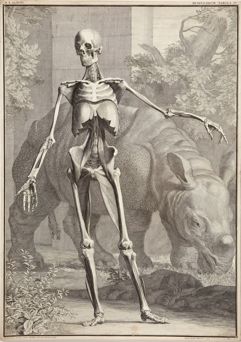 B S Albinus, Male Skelton with Rhinoceros