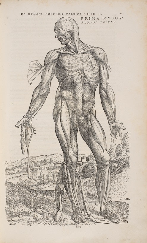 Vesalius