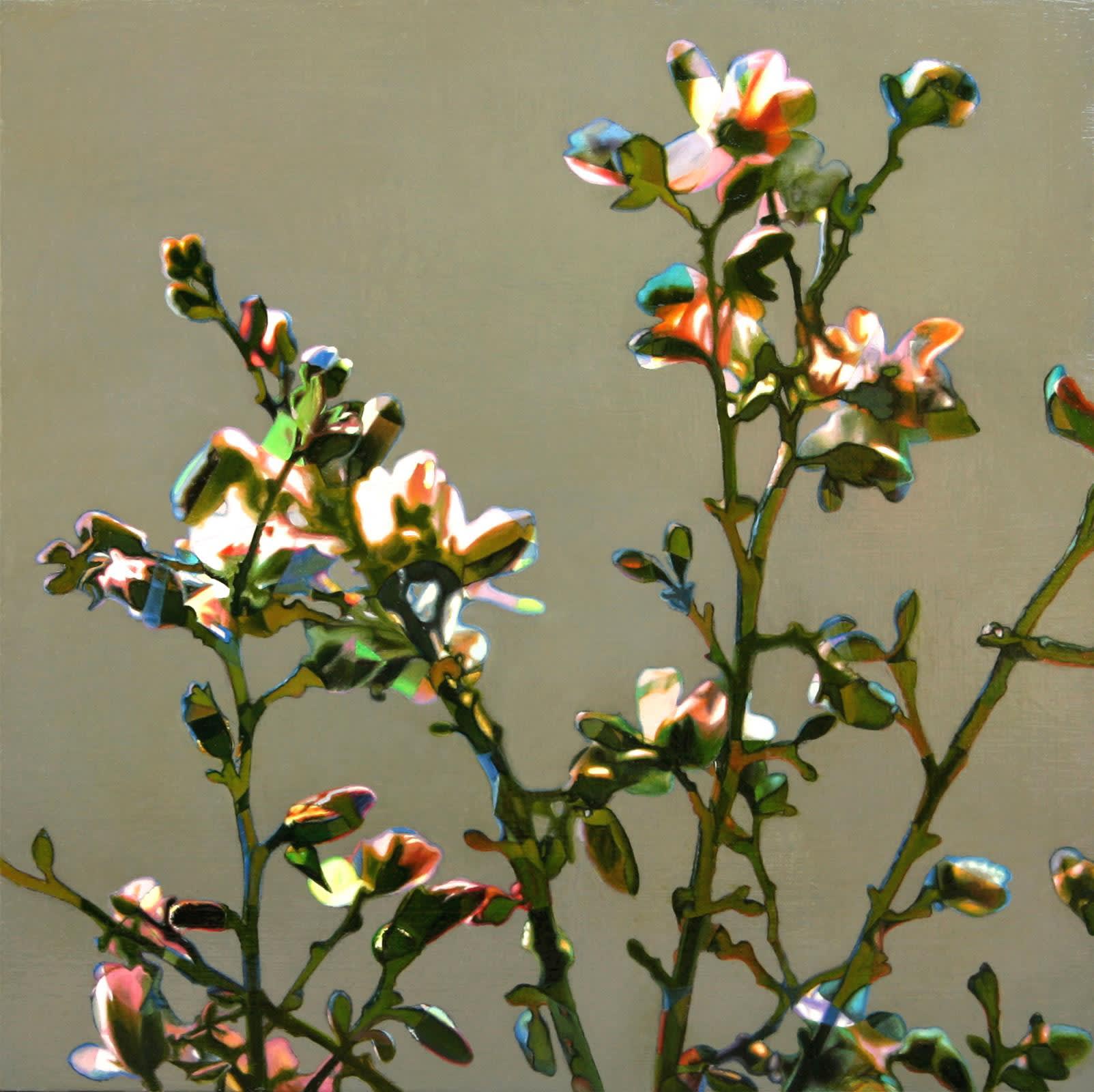 Allison Conlon, Stellata 2, oil, 36 x 36 x 5 cm