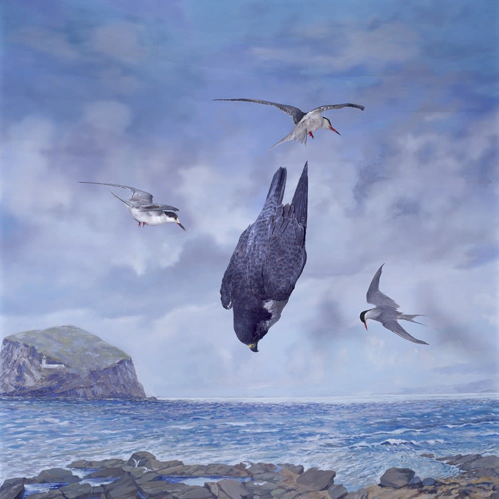 Wendy McMurdo RSA (Elect), Peregrine Falcon (Falco peregrinus), 2020, 80 x 80cm, edition of 25