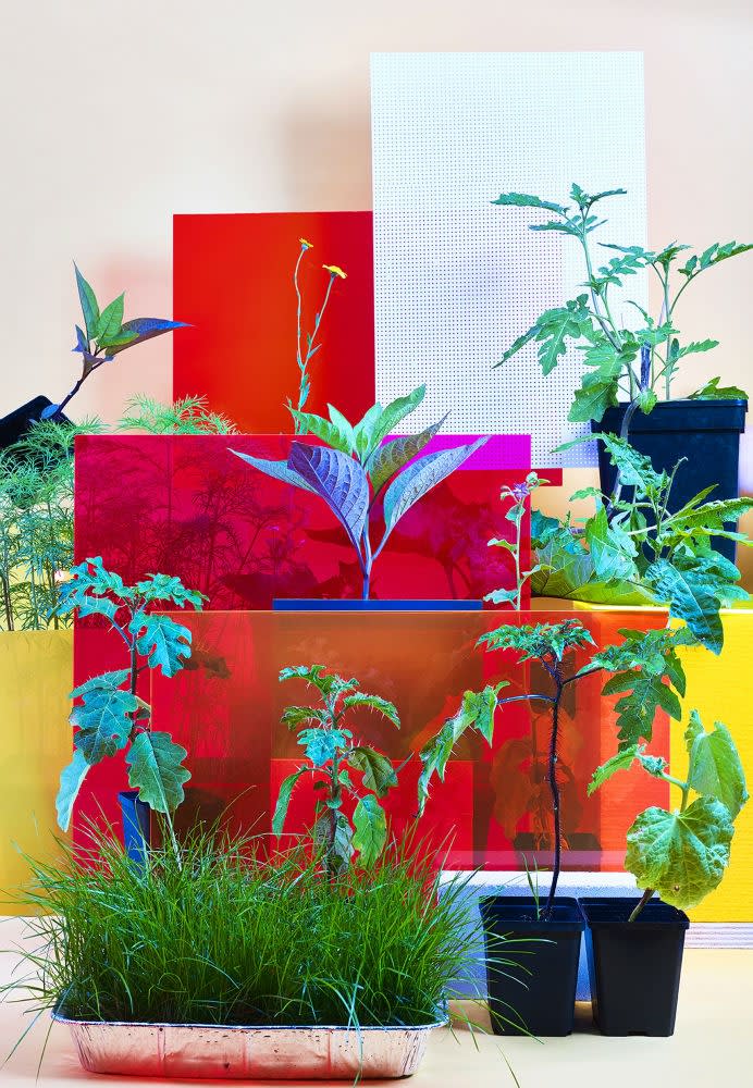 EVA ROOVERS - STRUCTURE XL PLANTS - 2016 - 40 X 30 CM + 100 X 70 CM + 150 X 110 CM