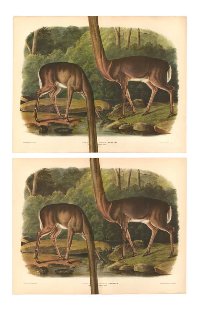 DANIEL HOROWITZ - CERVUS ITERATIVUS - 2016 - GOUACHE, ANTIQUE LITHOGRAPH - 29 X 26 CM (2X)