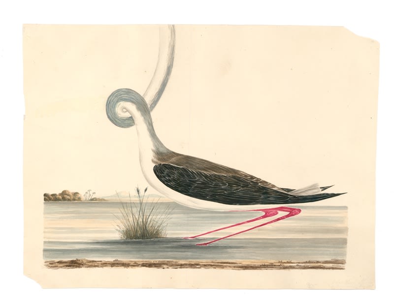 DANIEL HOROWITZ - CICONIA TUBULARIS - 2016 - WATERCOLOR, GOUACHE - 24 X 31,5 CM