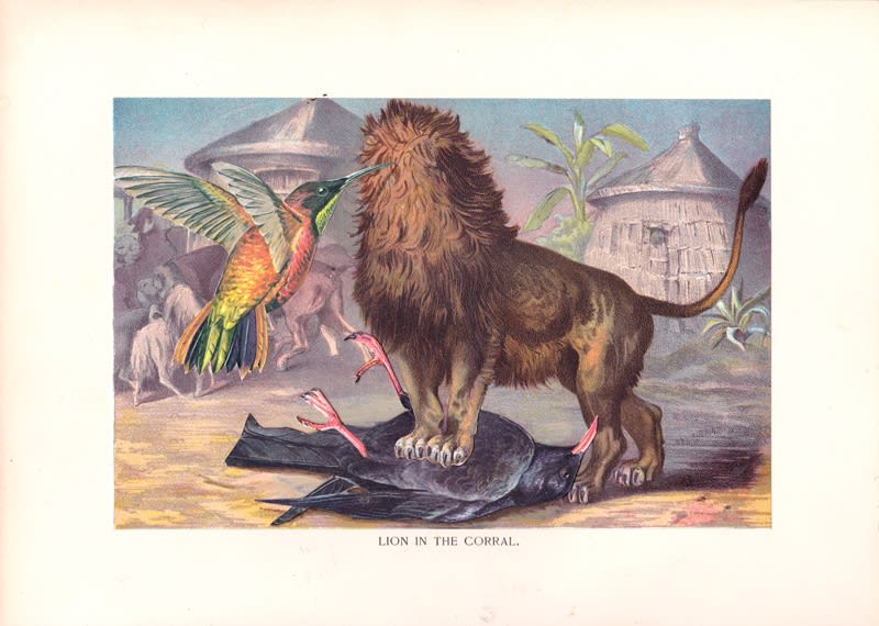 DANIEL HOROWITZ - PANTHERA LEO VAR. PISTILLATA - 2016 - GOUACHE, COLLAGE, ANTIQUE LITHOGRAPH - 19 X 26 CM