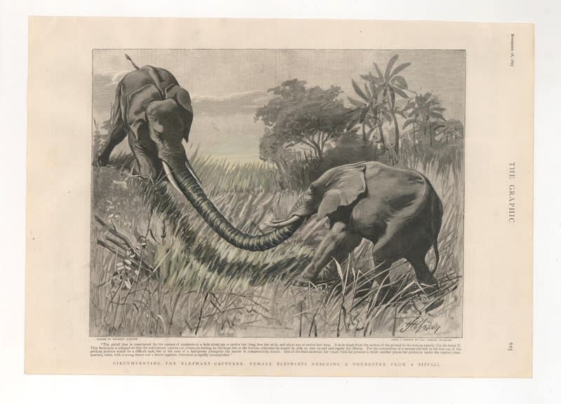 DANIEL HOROWITZ - PROBOSCIS BICEPHALA VAR. ELEPHATIDA - 2016 - GOUACHE, ANTIQUE LITHOGRAPH - 28 X 40 CM