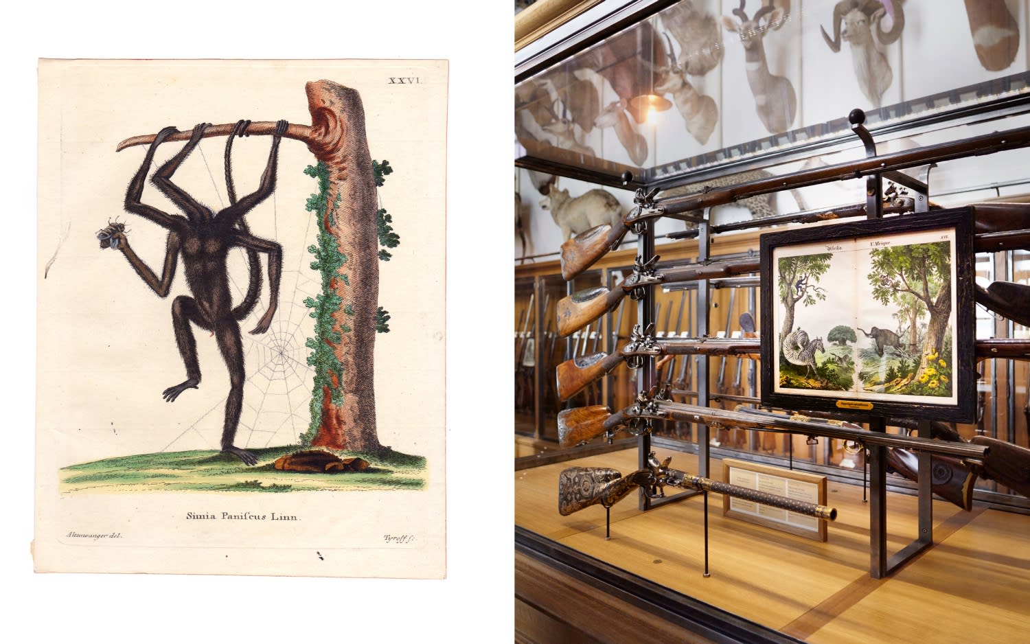 DANIEL HOROWITZ - SIMEA ARANEAFORMIS VAR. ARBOREA (WITH INSTALLATION VIEW) - 2016 - GOUACHE, COLLAGE, ANTIQUE LITHOGRAPH - 25 X 20 CM