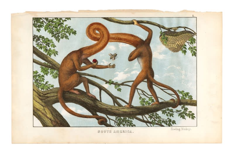 DANIEL HOROWITZ - SIMIA GEMINOIDEA VAR. PARADISIACA - 2016 - GOUACHE, COLLAGE AND ANTIQUE LITOGRAPH - 21 X 33 CM