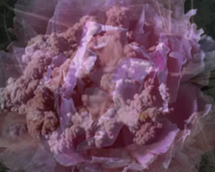 Kit Wise, Explosion (Peony), 2010