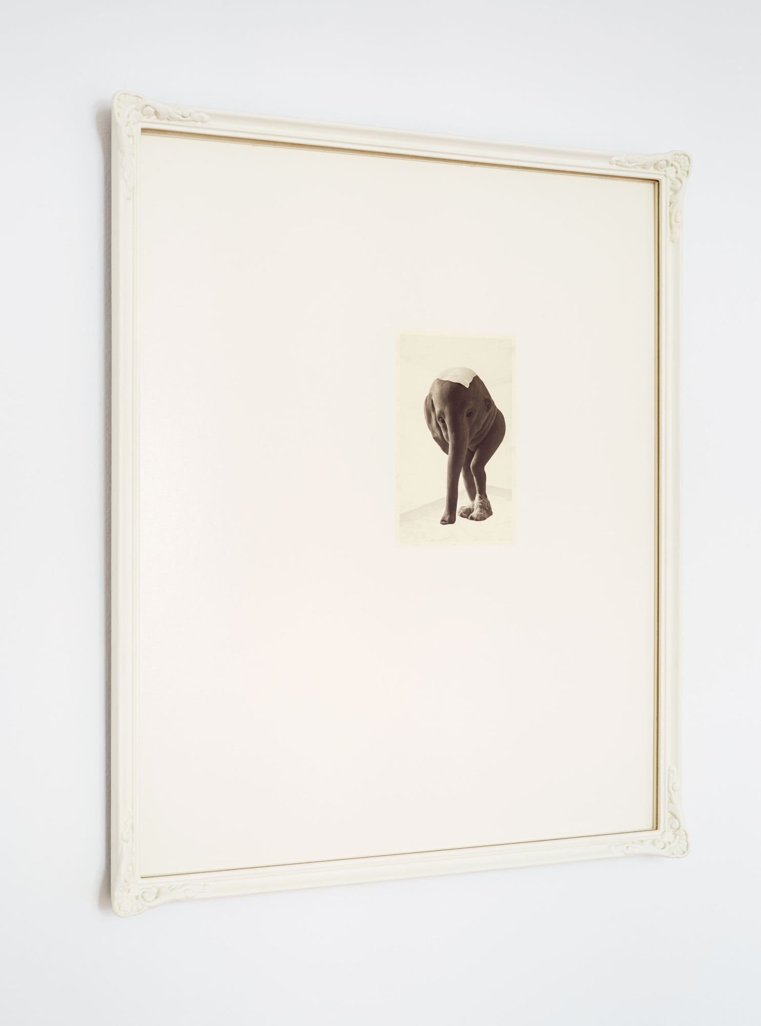 Fiona Abicare, Elephant, 2009/2013
