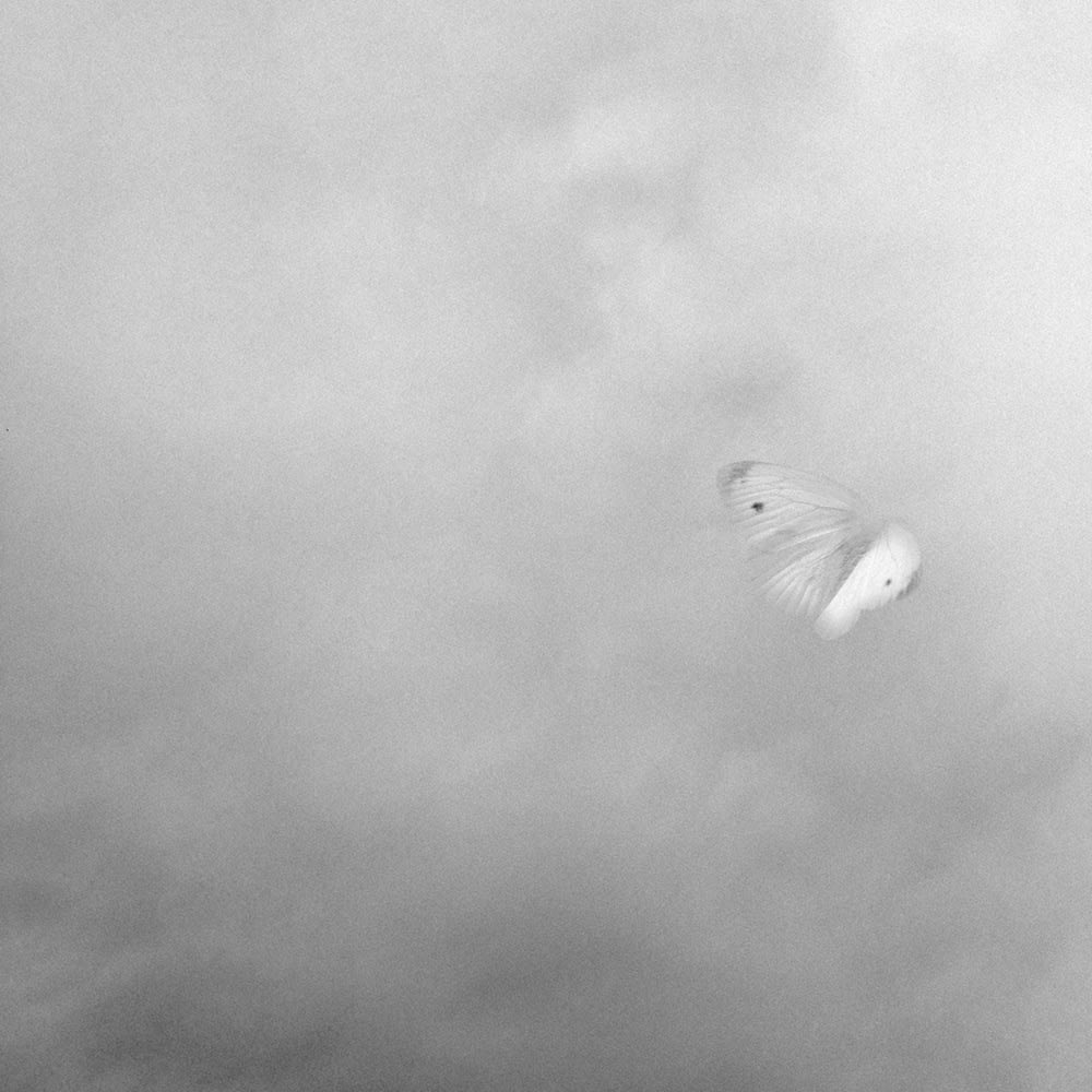 Nicène Kossentini, Envol No. II, 2014