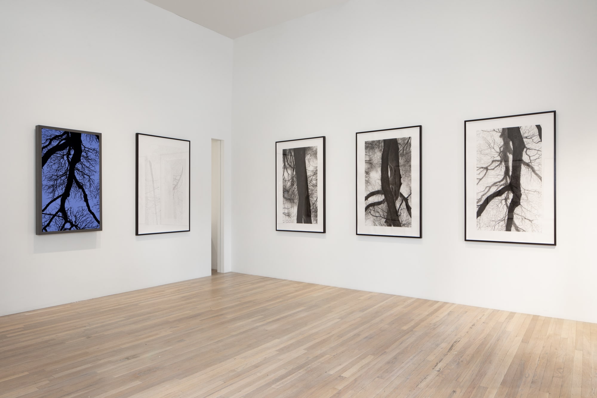 Jeffrey Blondes | Le Bois de Mametz