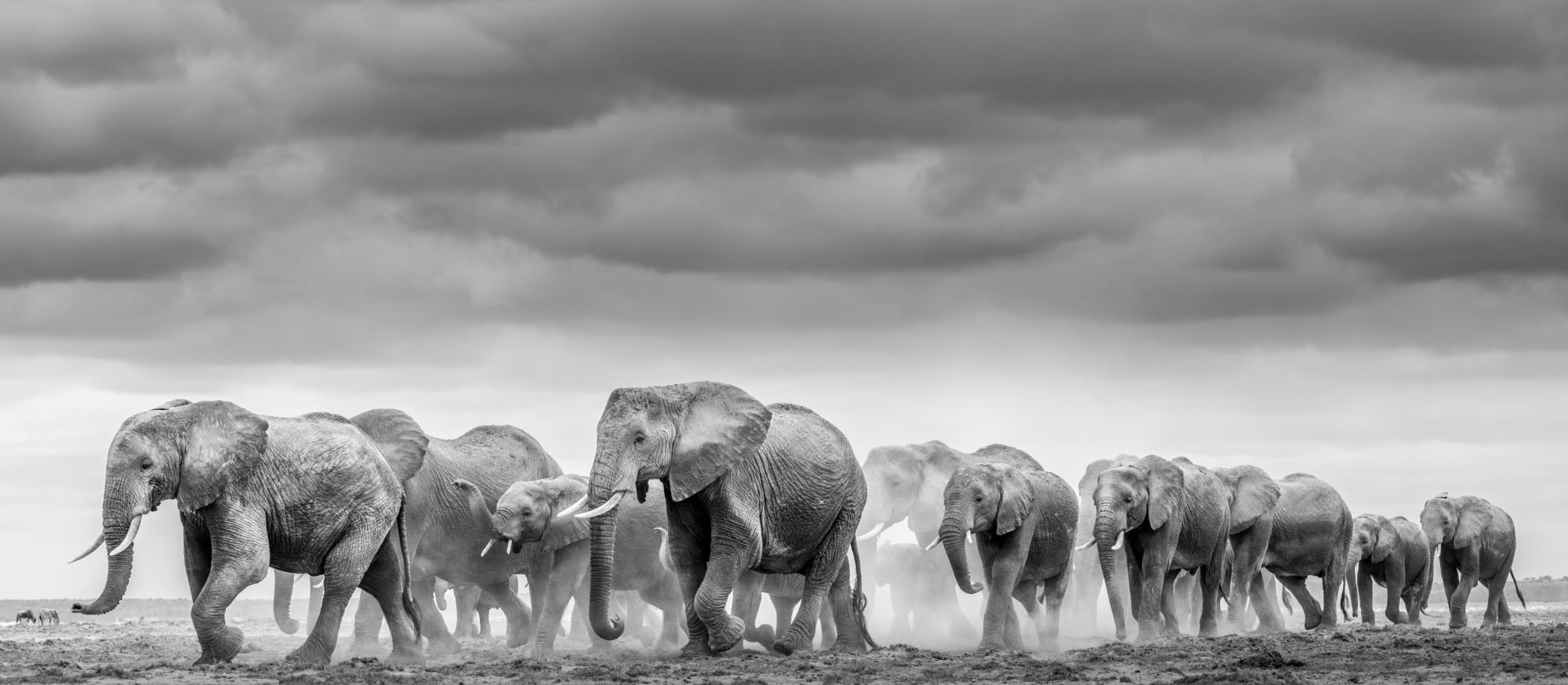 James Lewin, Dust March. Amboseli, Kenya