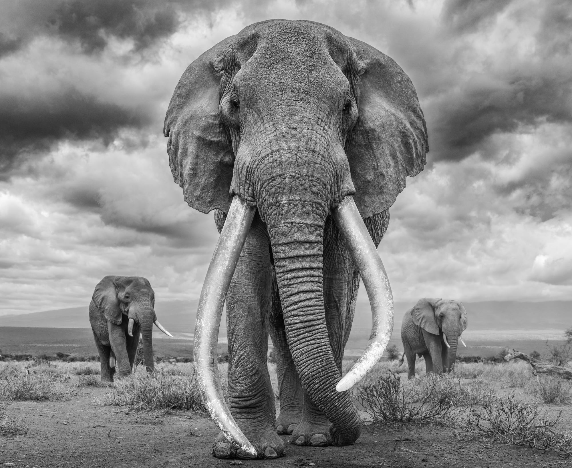 James Lewin, The Giants Of Kitenden. Amboseli, Kenya