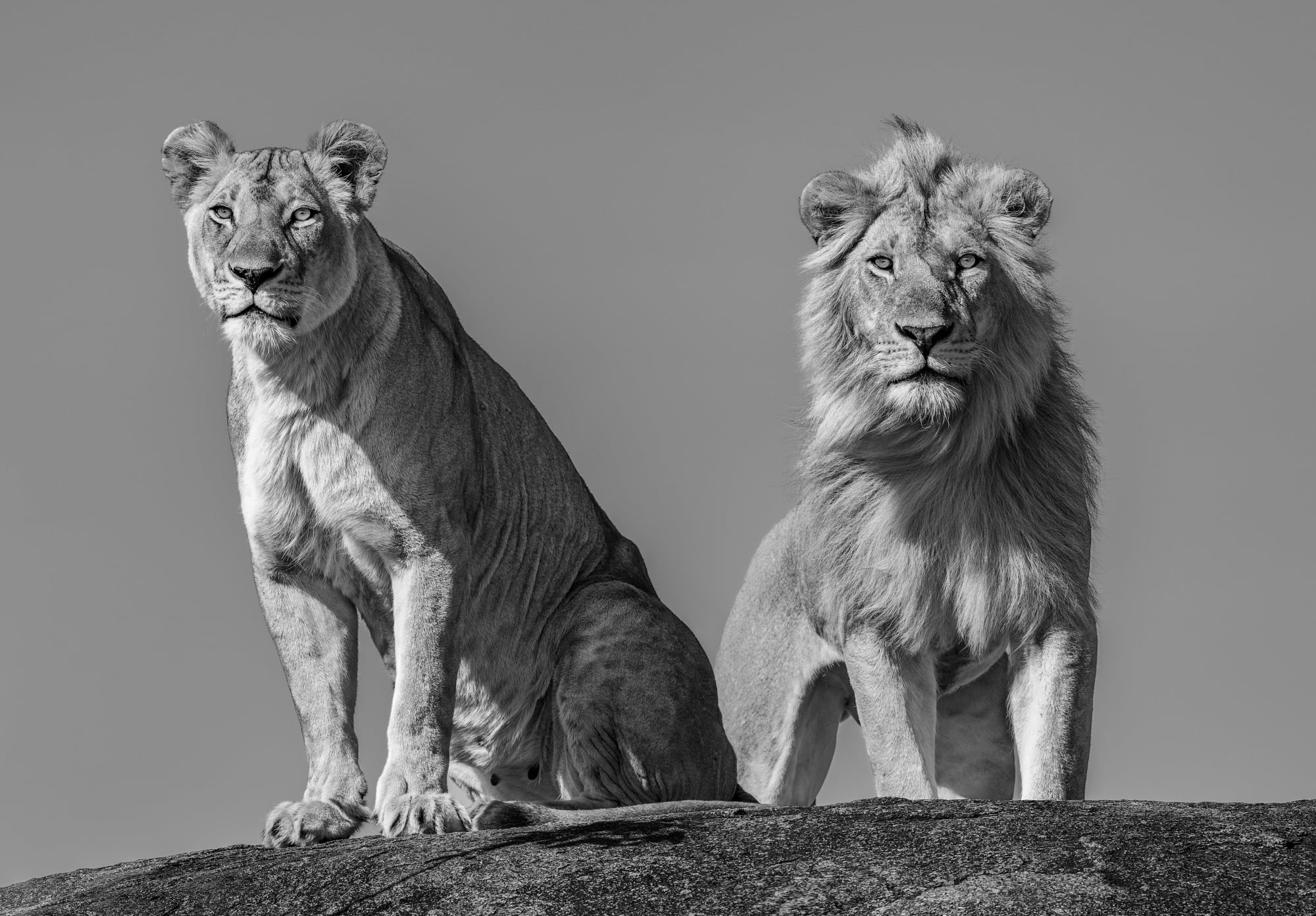 James Lewin, The Royal Couple. Serengeti, Tanzania