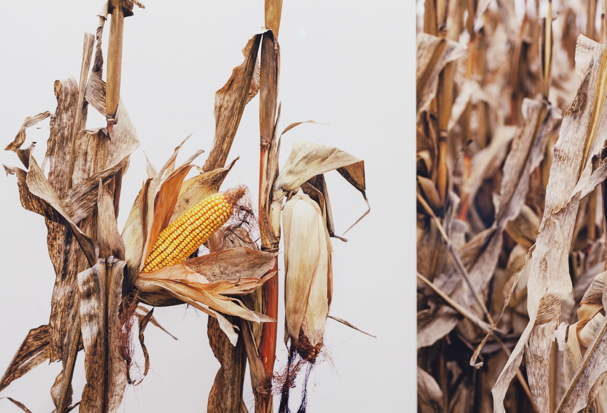 Hasselblad Foundation | 'MONSANTO®: A PHOTOGRAPHIC INVESTIGATION'