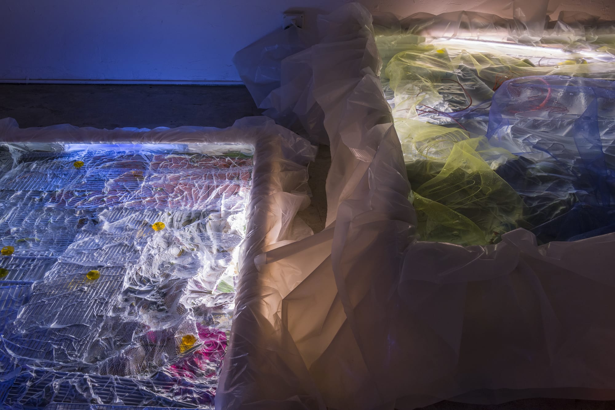 Samara Scott: Jacob's Creek