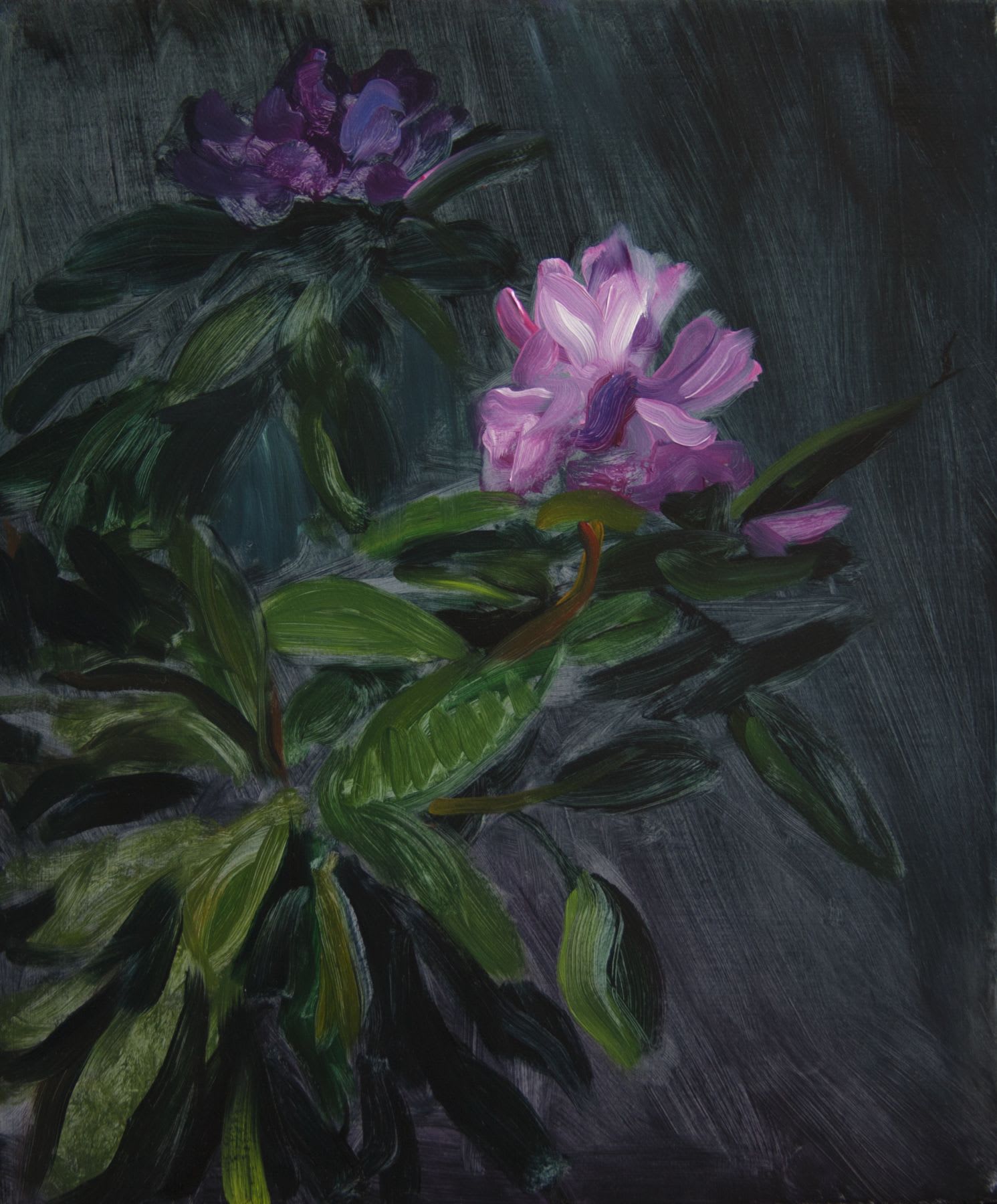 TM Davy Rhododendron 2016 Oil on linen 12 x 10 inches (30.5 x 25.4 cm) TMD 222