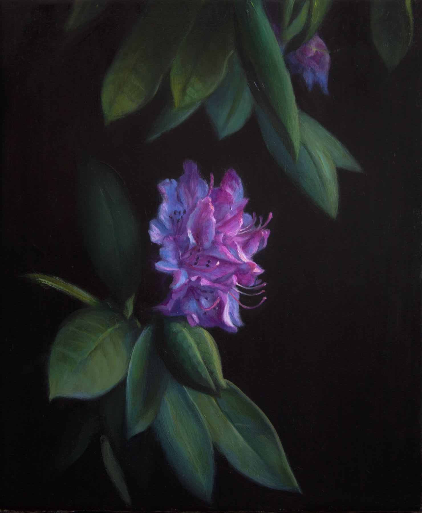TM Davy Rhododendron (2) 2016 Oil on linen 12 x 10 inches (30.5 x 25.4 cm) TMD 223