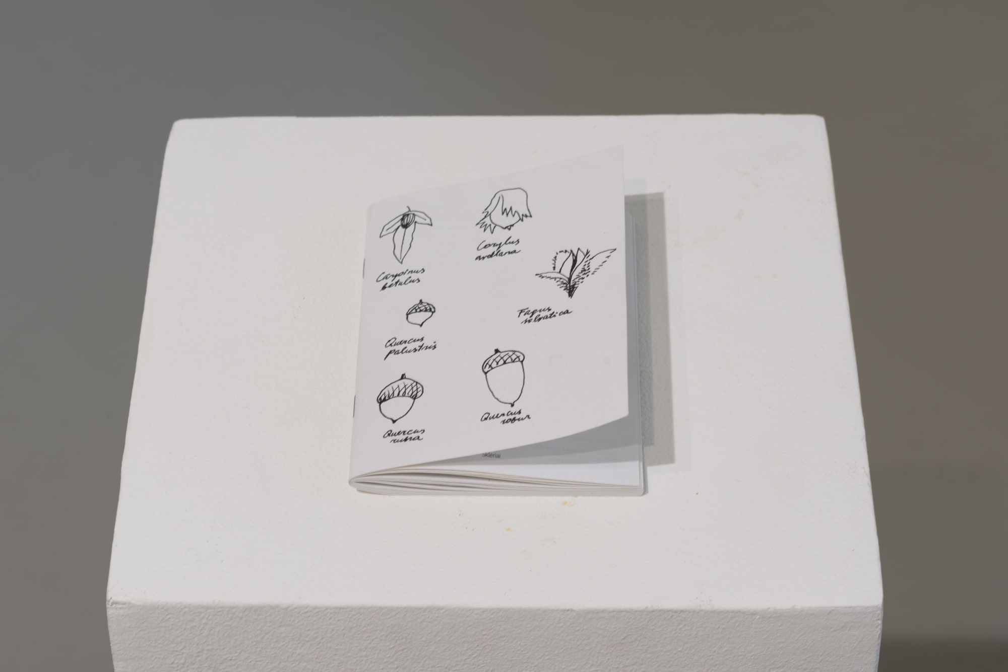 Group show Žilvitis (Willow)