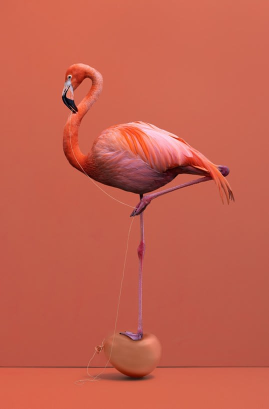 Kaat Stieber, Flamingo