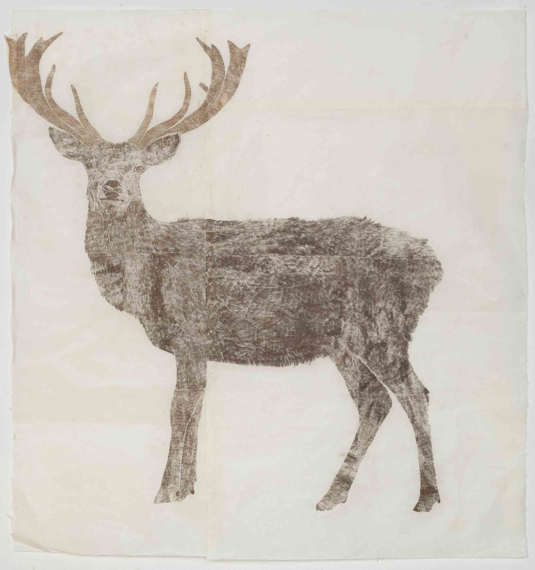 Cervo destro, 2022, oil pastel on Yunnan paper, cm 112 x 119