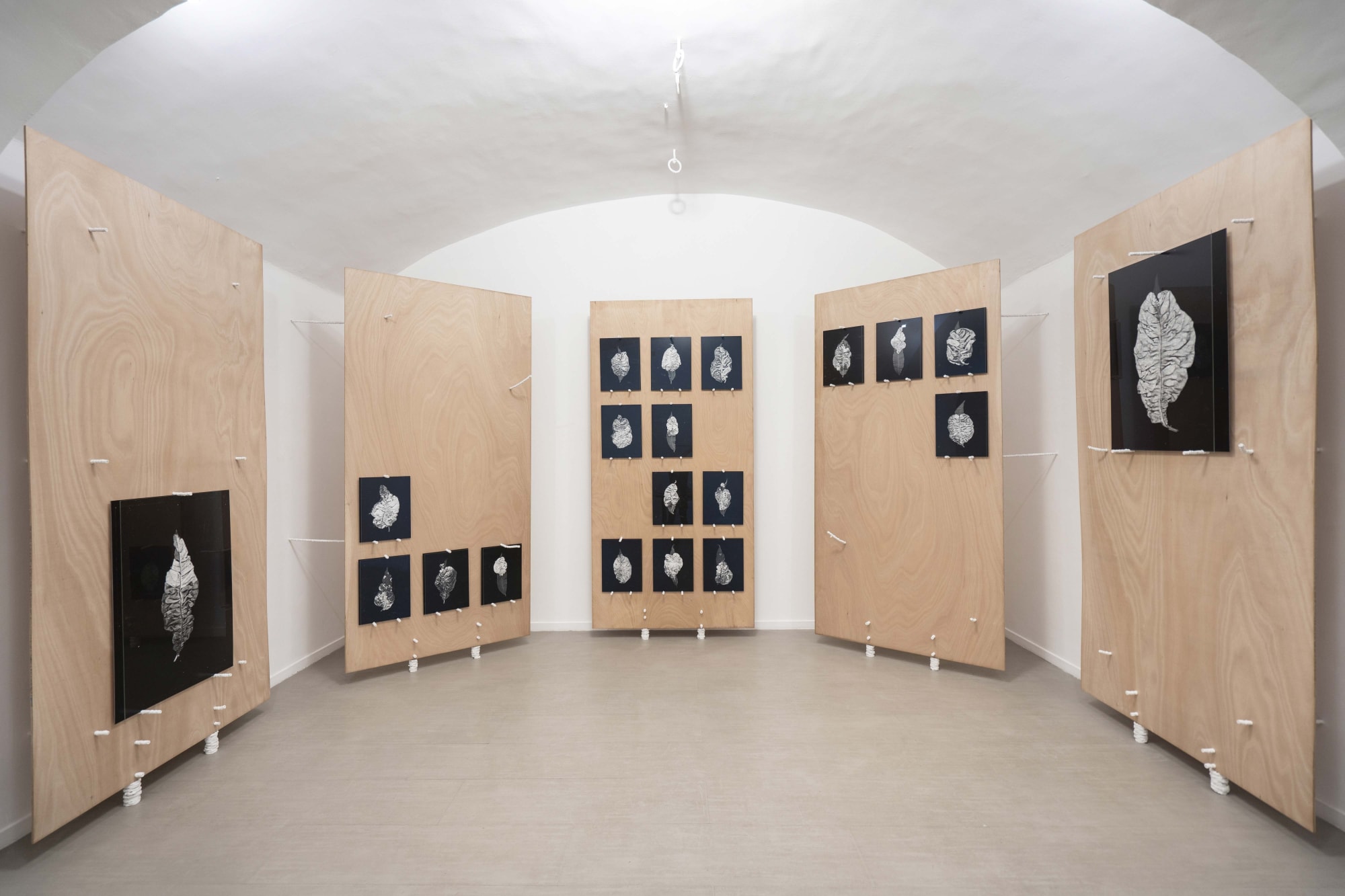 Michele Guido taphrina deformans _2015/2021 installation view ph. Masiar Pasquali