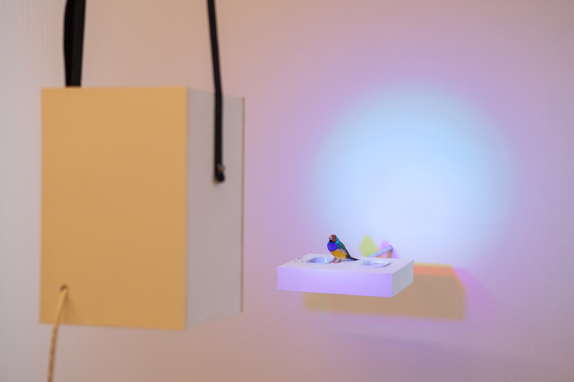 Zip'Up: O animal que logo sou