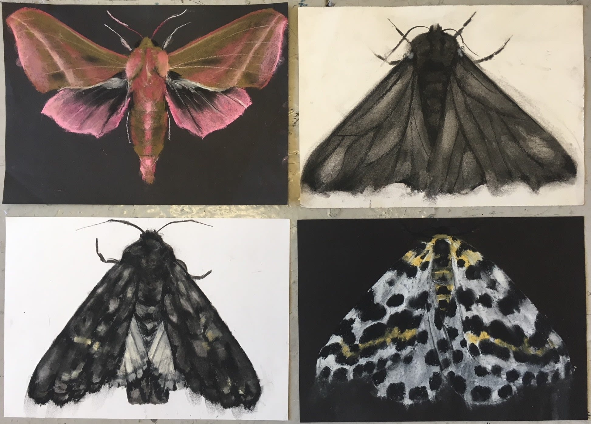 Abigail Reed, Moth drawings, 2018