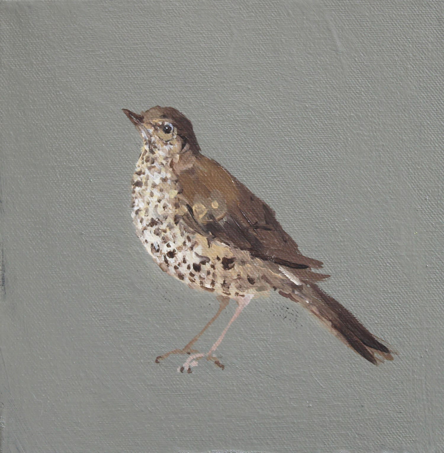 Fletcher Prentice, Song Thrush, 2020