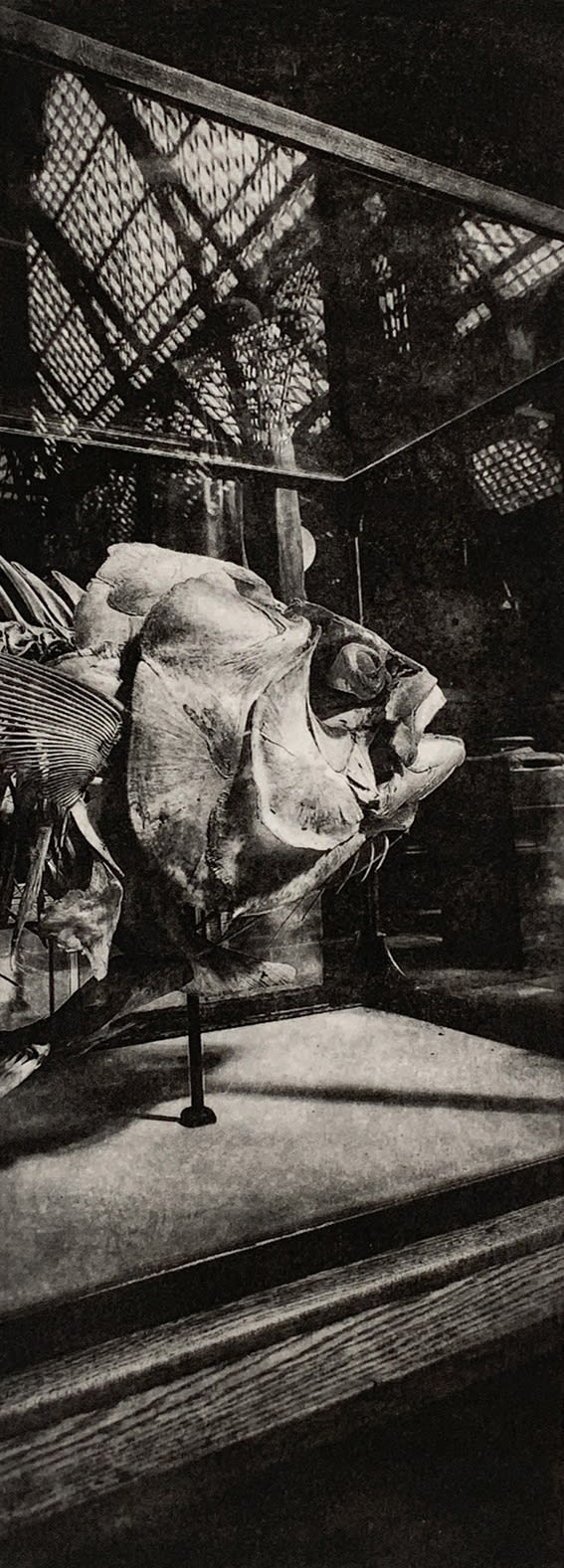 Lindsey Moran tonal black and white print of the bluefin tuna in the natural history museum, Oxford.