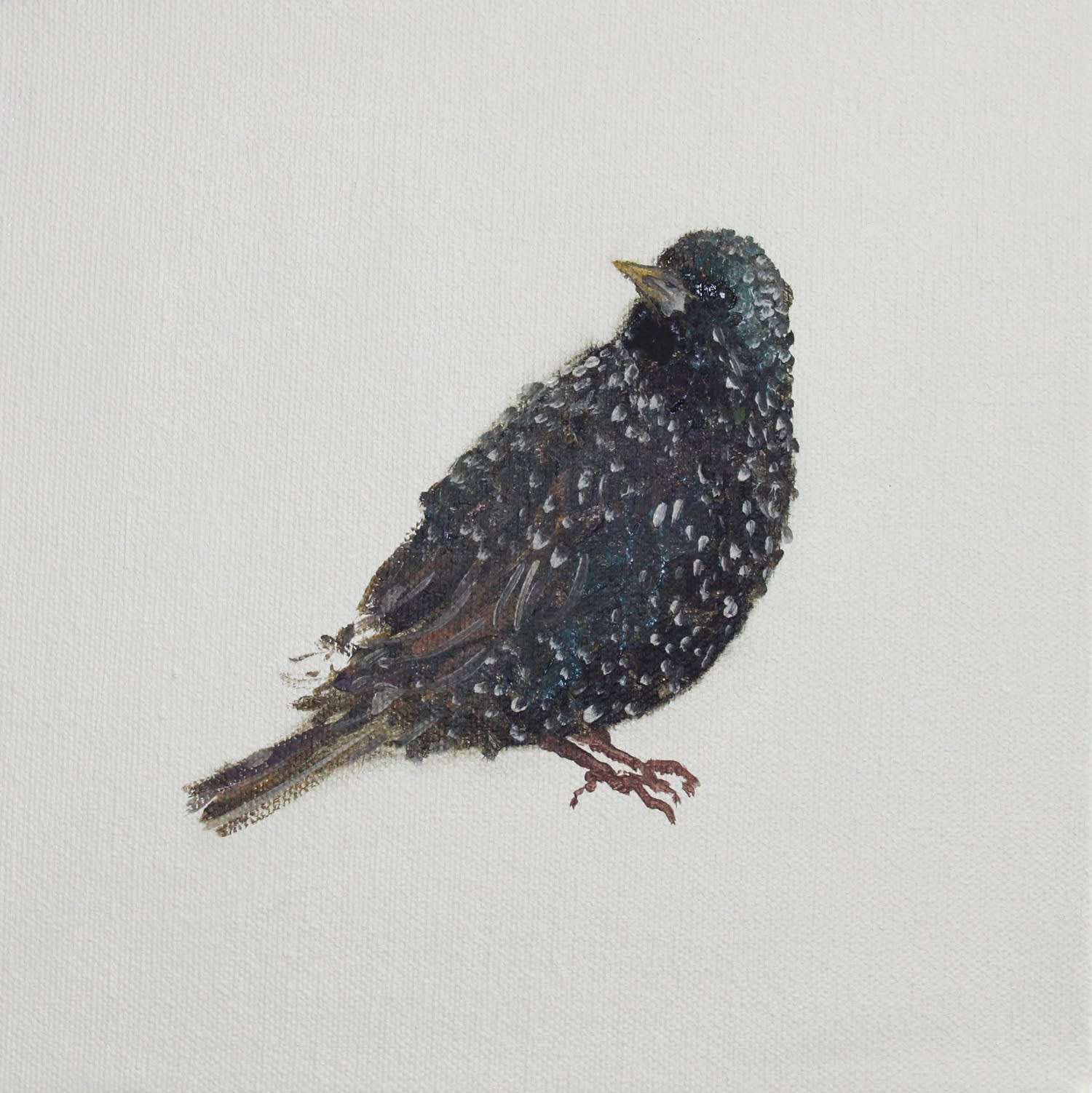 Fletcher Prentice, Starling Study, 2020