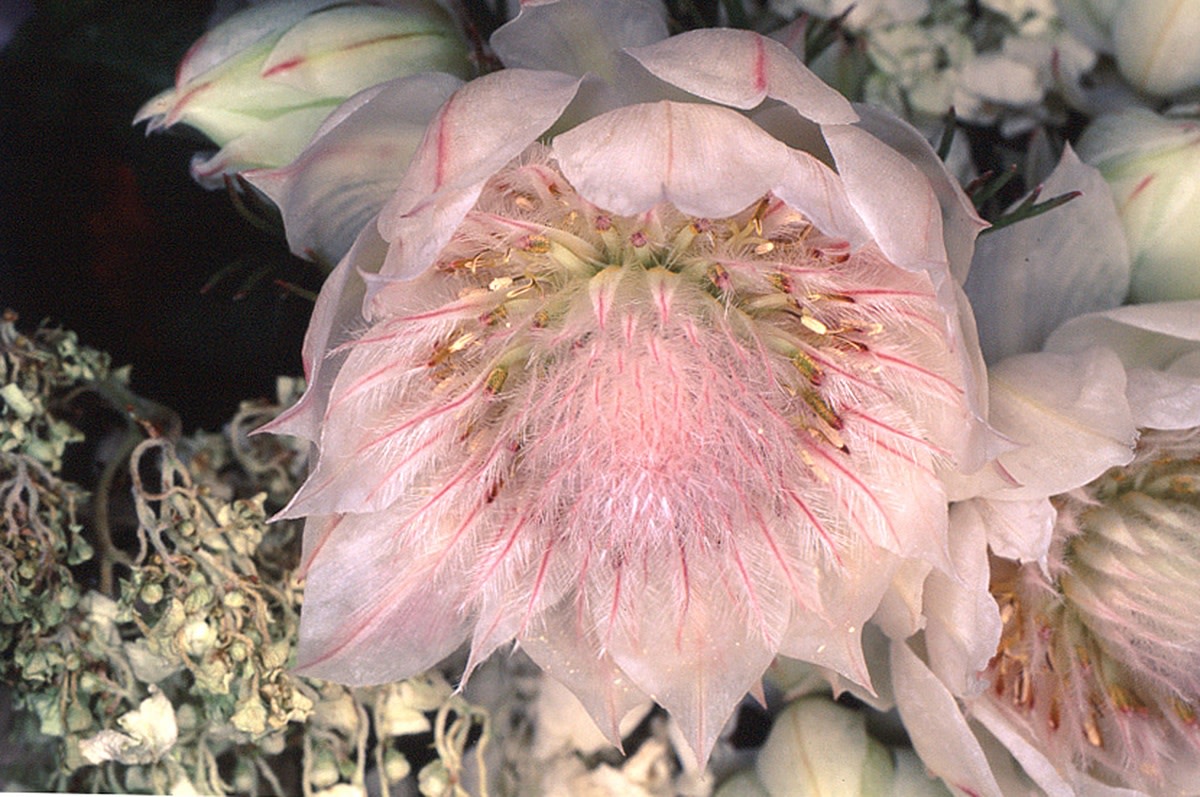 Nobuyoshi Araki, Flower Rondeau, 1997-2019