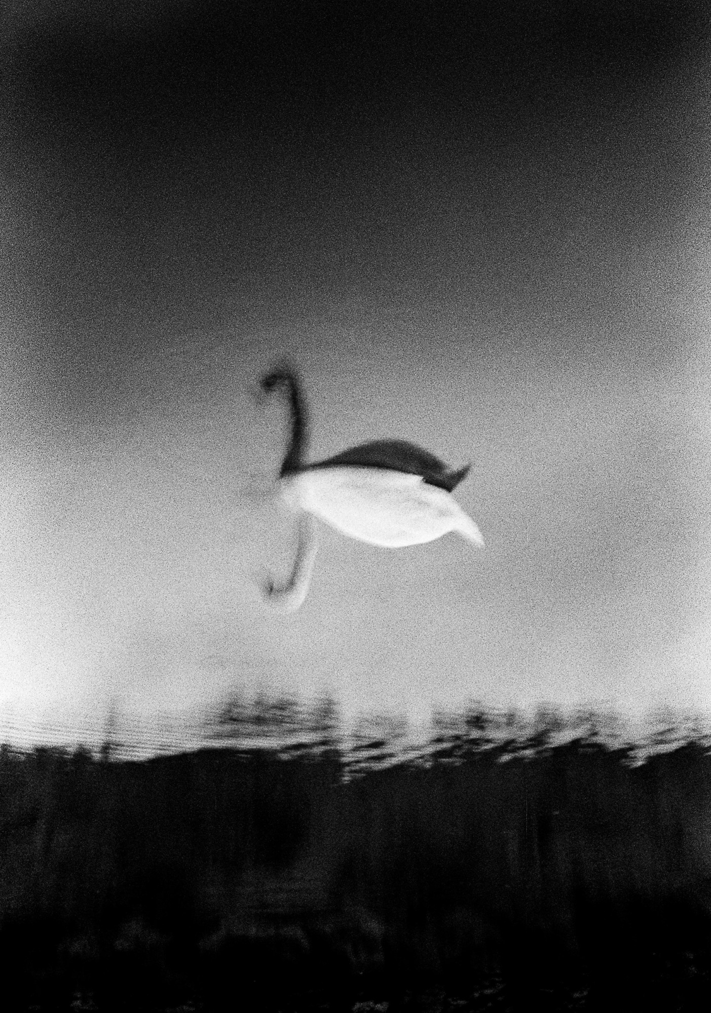 Yusuke Yamatani, RAMA LAMA DING DONG #52, 2014