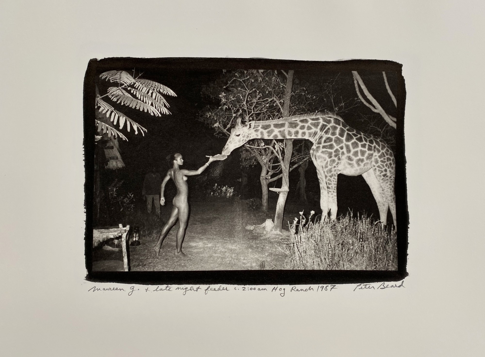 Peter Beard, Maureen Gallagher and Late Night Feeder, Hog ranch 1987, 1987