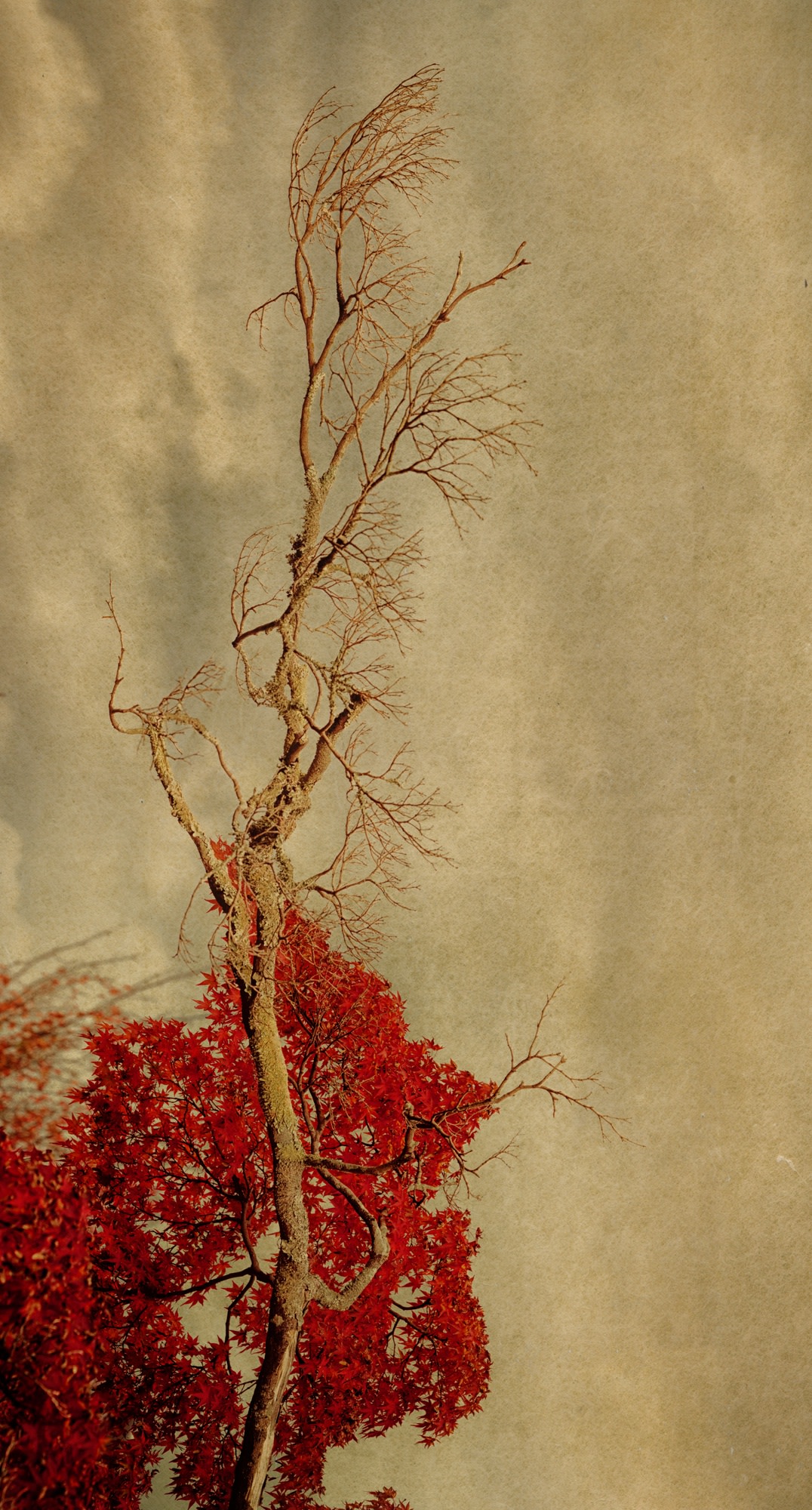 Albarrán Cabrera, The Mouth of Krishna, #530, 2016