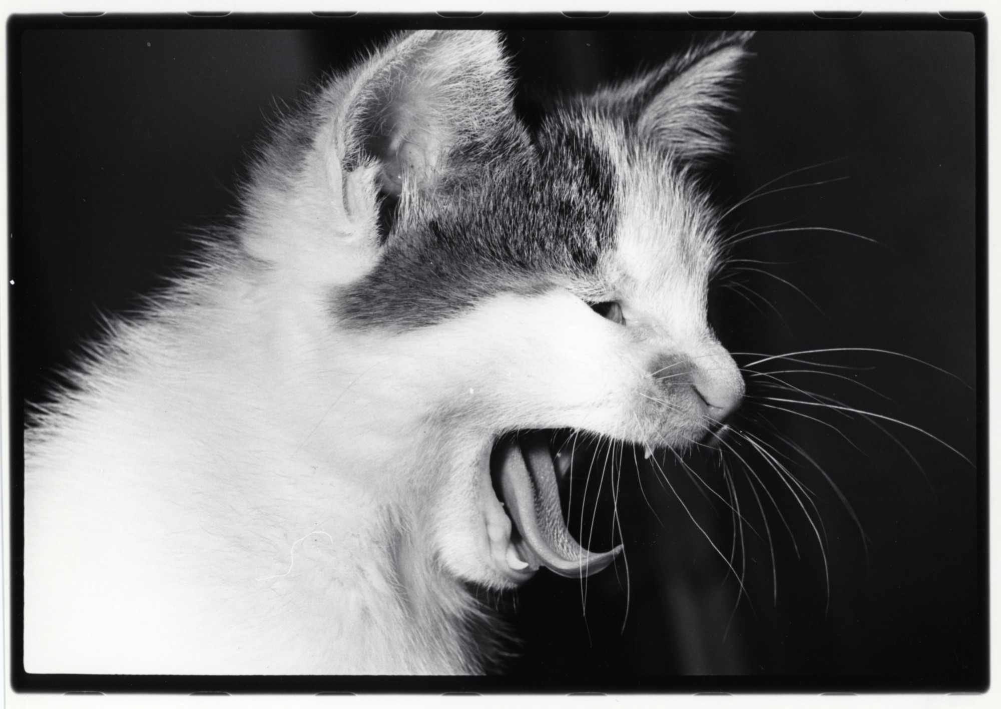 Masahisa Fukase, Sasuke!! My Dear Cat, 1977 - 1978