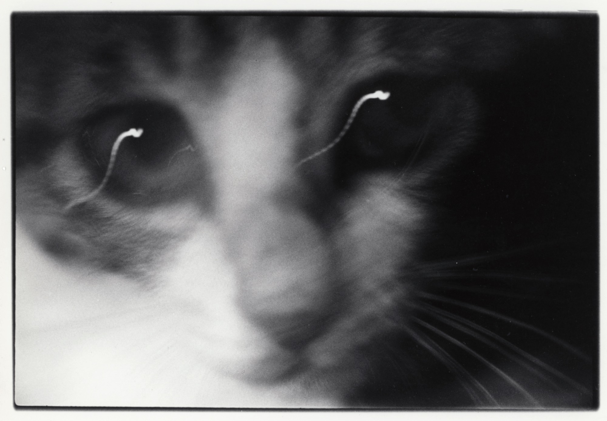Masahisa Fukase, Sasuke!! My Dear Cat, 1977 - 1978
