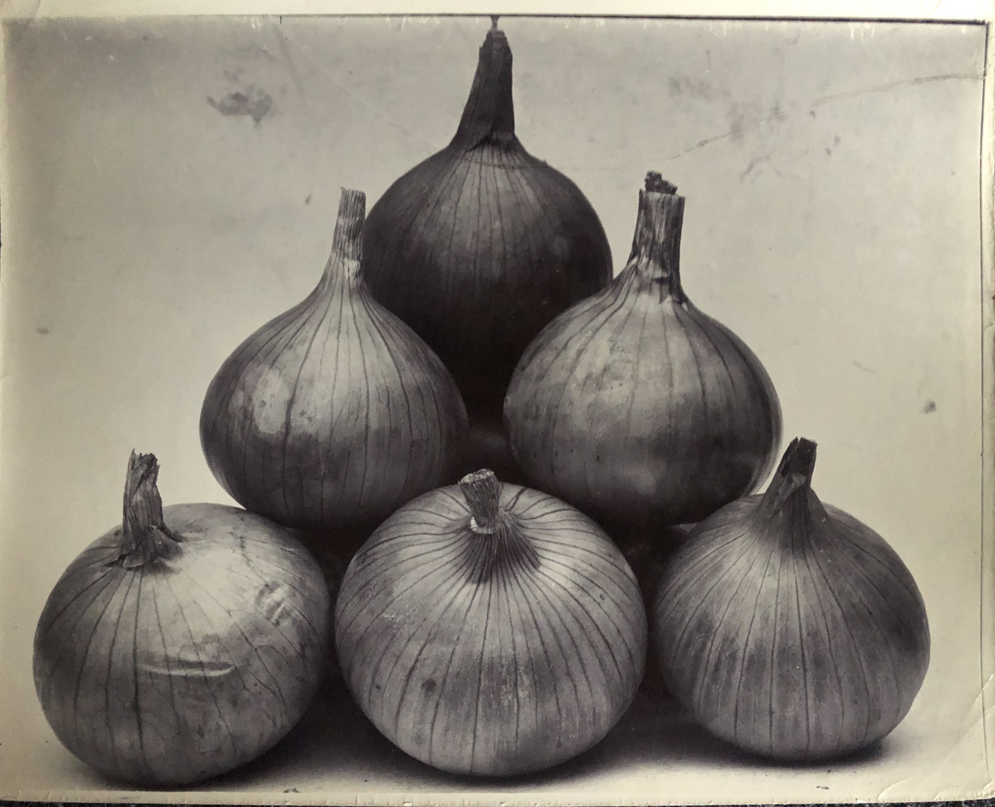 Charles Jones, Onion, c.1900
