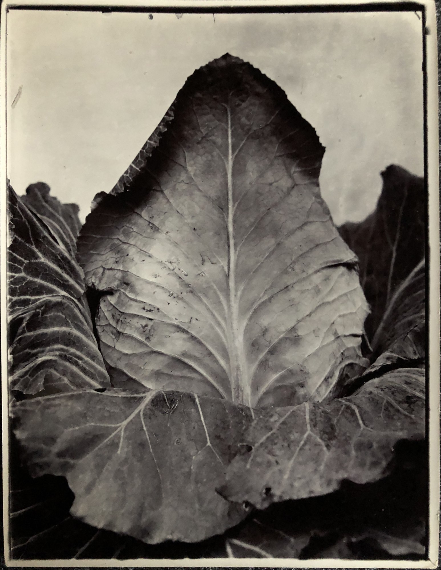 Charles Jones, Cabbage Imperial, c.1900