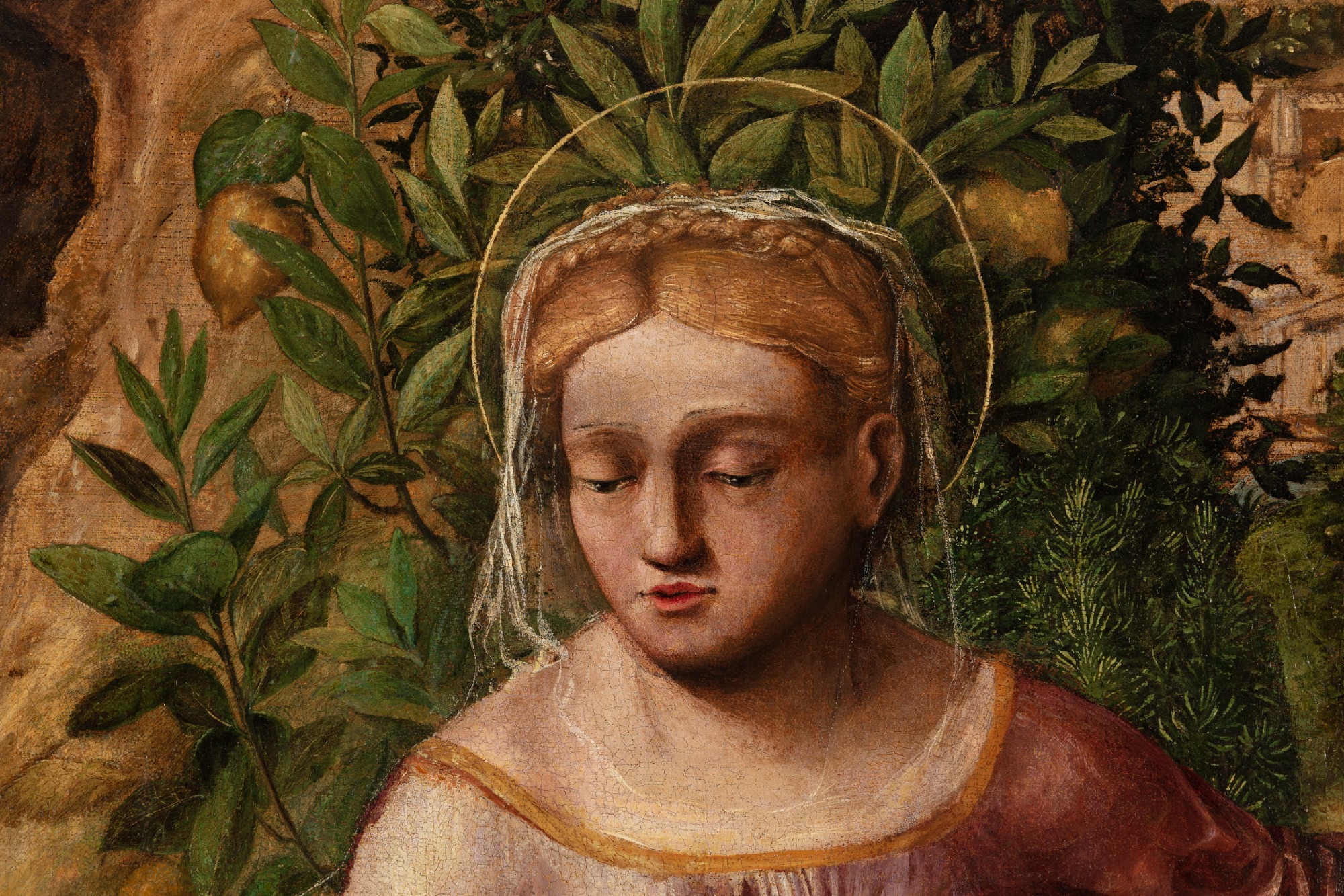 Veneto School XVI Century