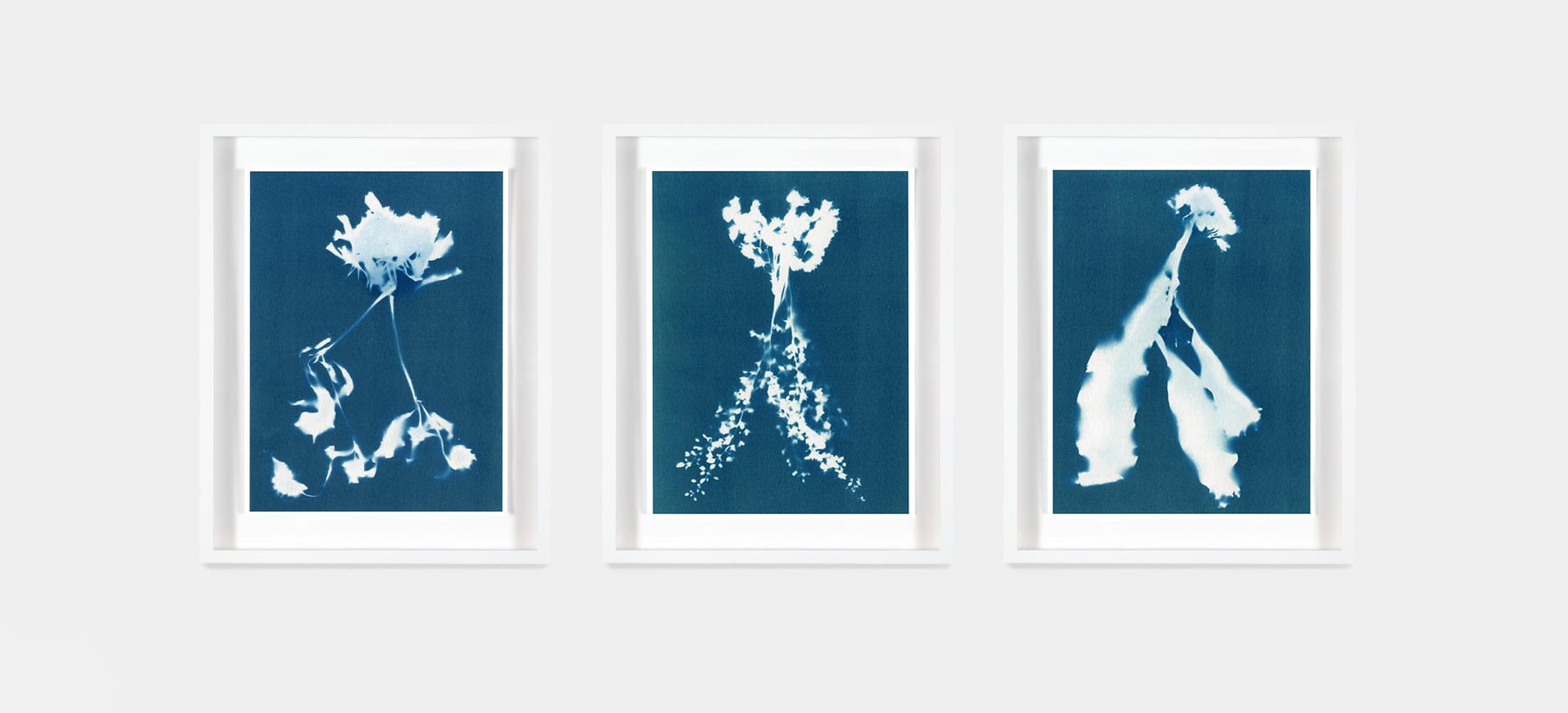 Collecting: Small-scale cyanotypes by Janelle Lynch