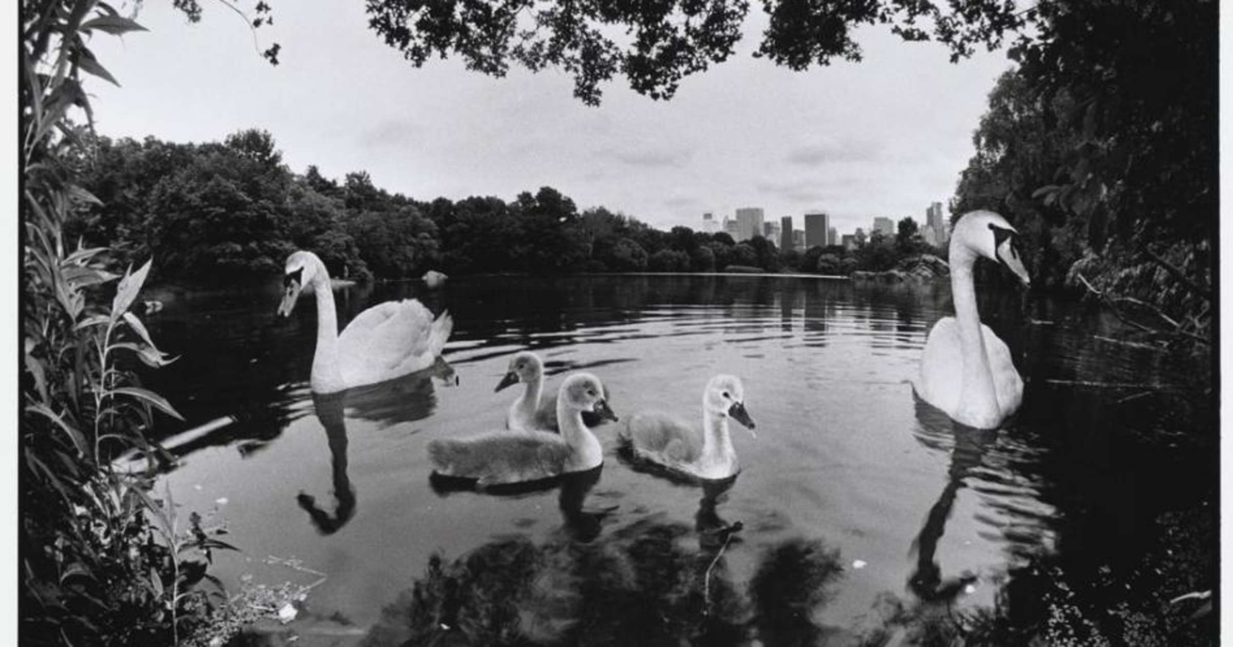 Парк 1992. Центральный парк Нью-Йорка фото. Bruce Davidson. Источник фото: Jackson Fine Art.