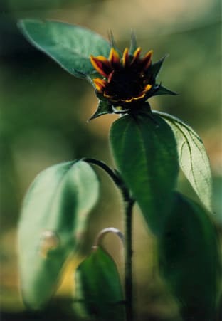 Thomas Struth, Plant No 16, Small sunflower with black kernel, Winterthur, 1992