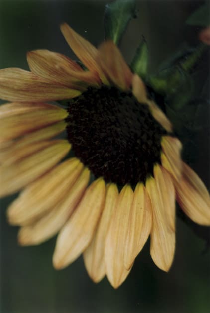 Thomas Struth, Plant No 19, dark hanging sunflower, Winterthur, 1992
