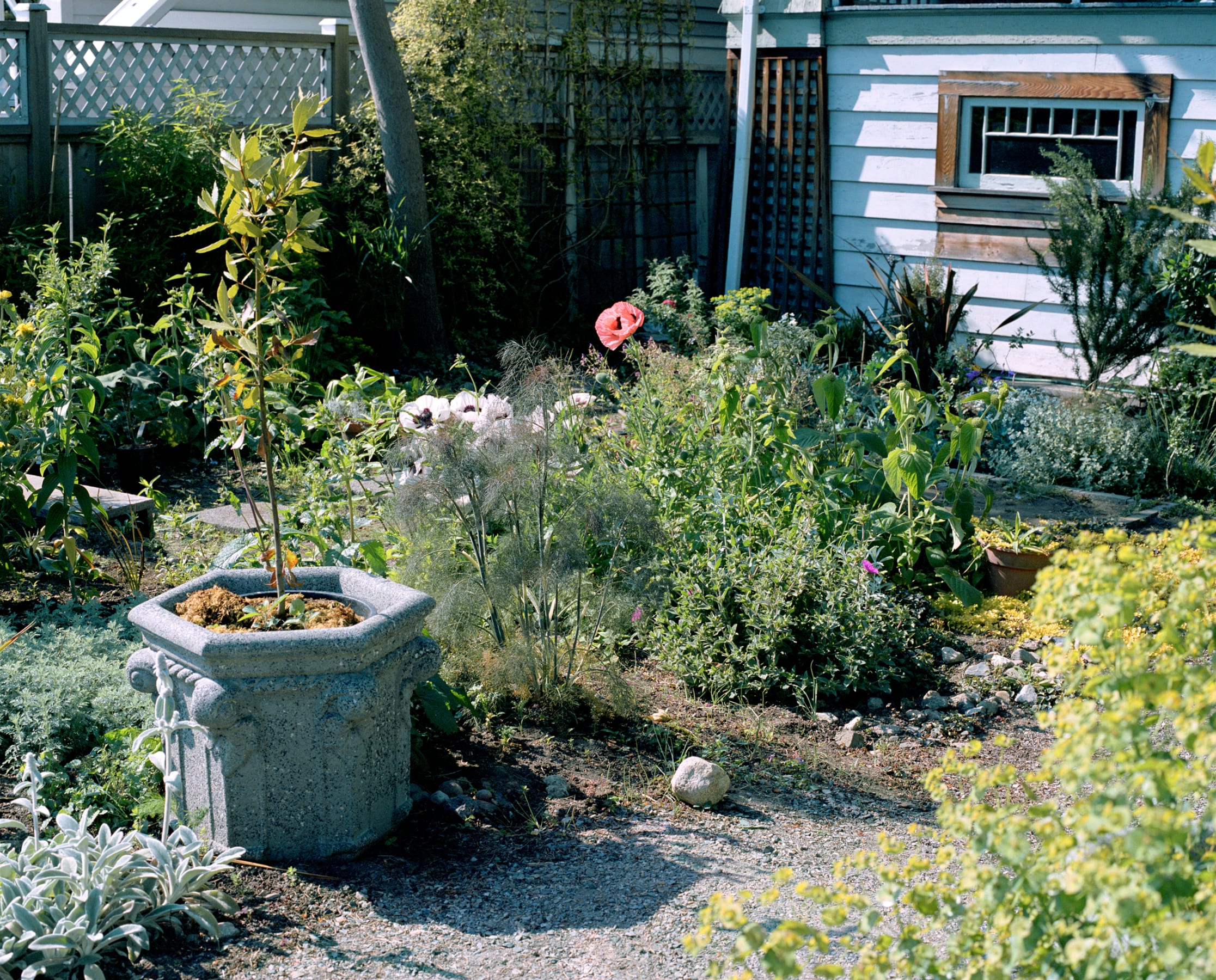Jeff Wall, Poppies in a Garden, 2006