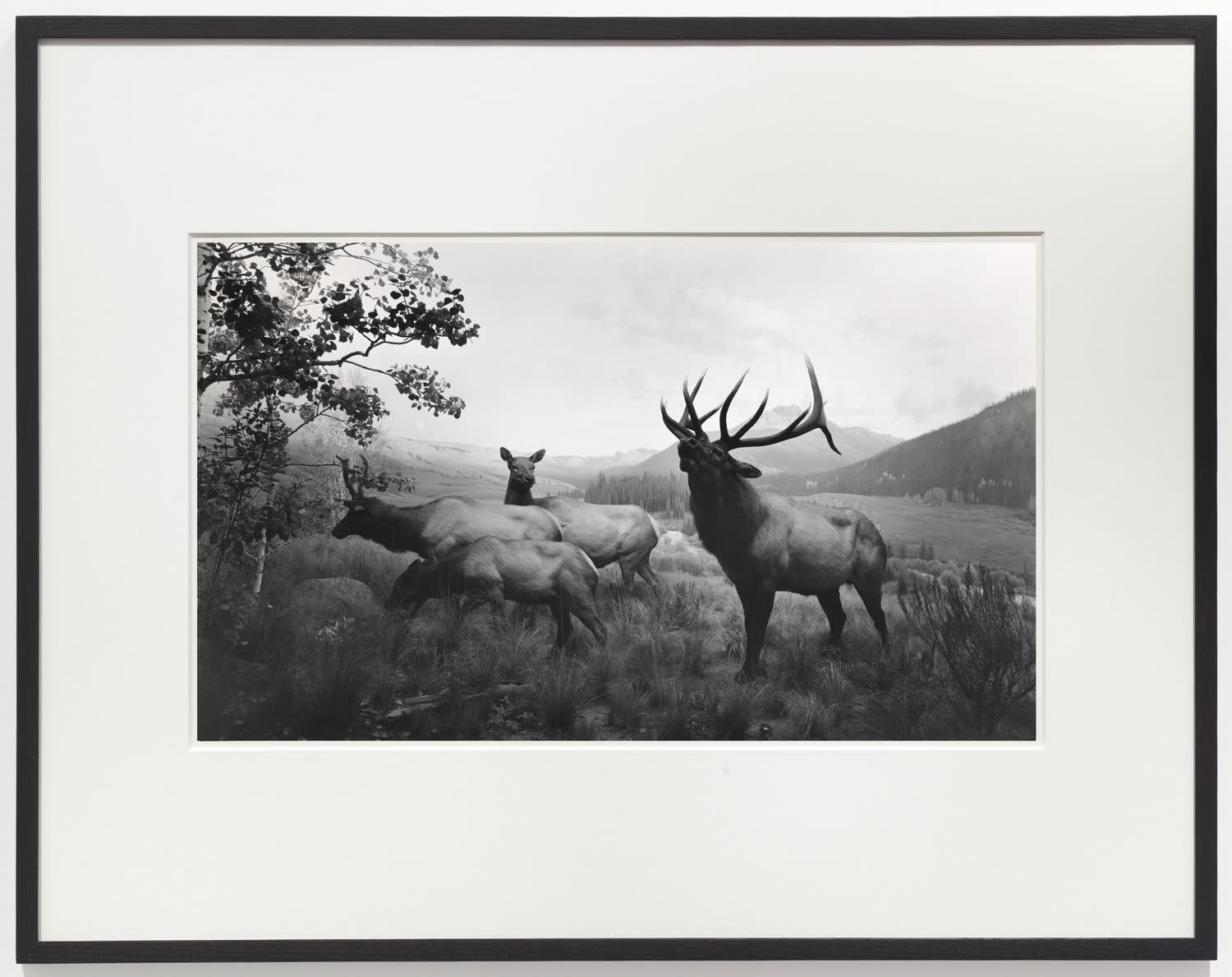 A Hiroshi Sugimoto photograph: 4 elk stand in a grassy plain.