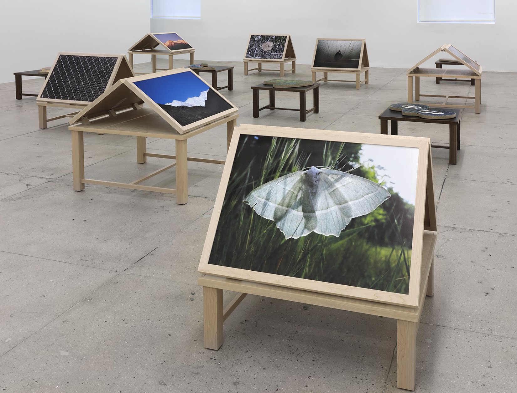 12 wooden platforms display color nature photographs and flat sculptures. In the foreground is a photograph of a white moth in grass. 